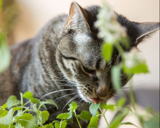 Cat licking a cat nip plant
