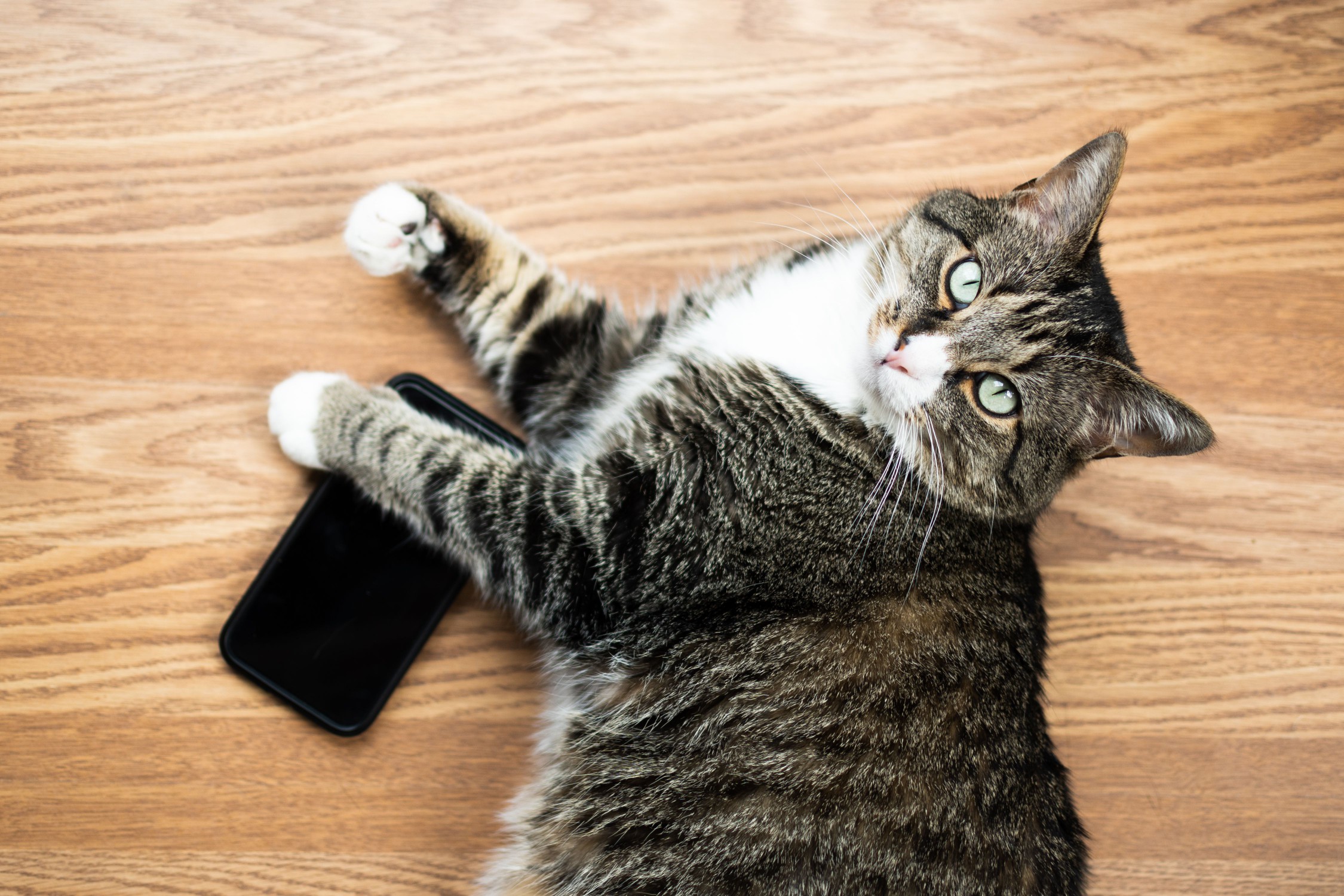 Cat with its paw on top of a cell phone