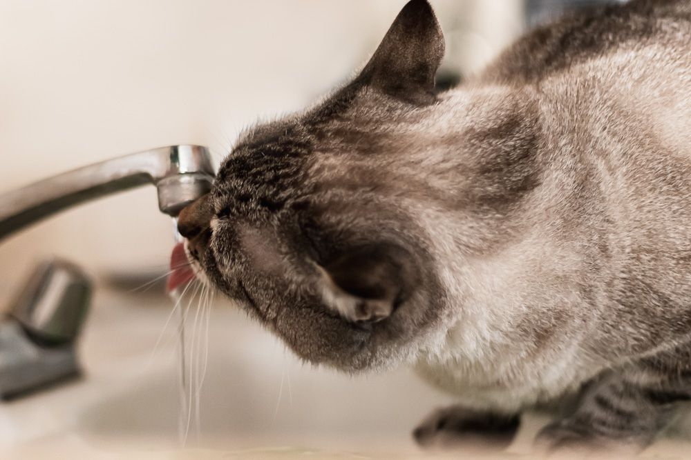 A cat drinking water from a sink faucet