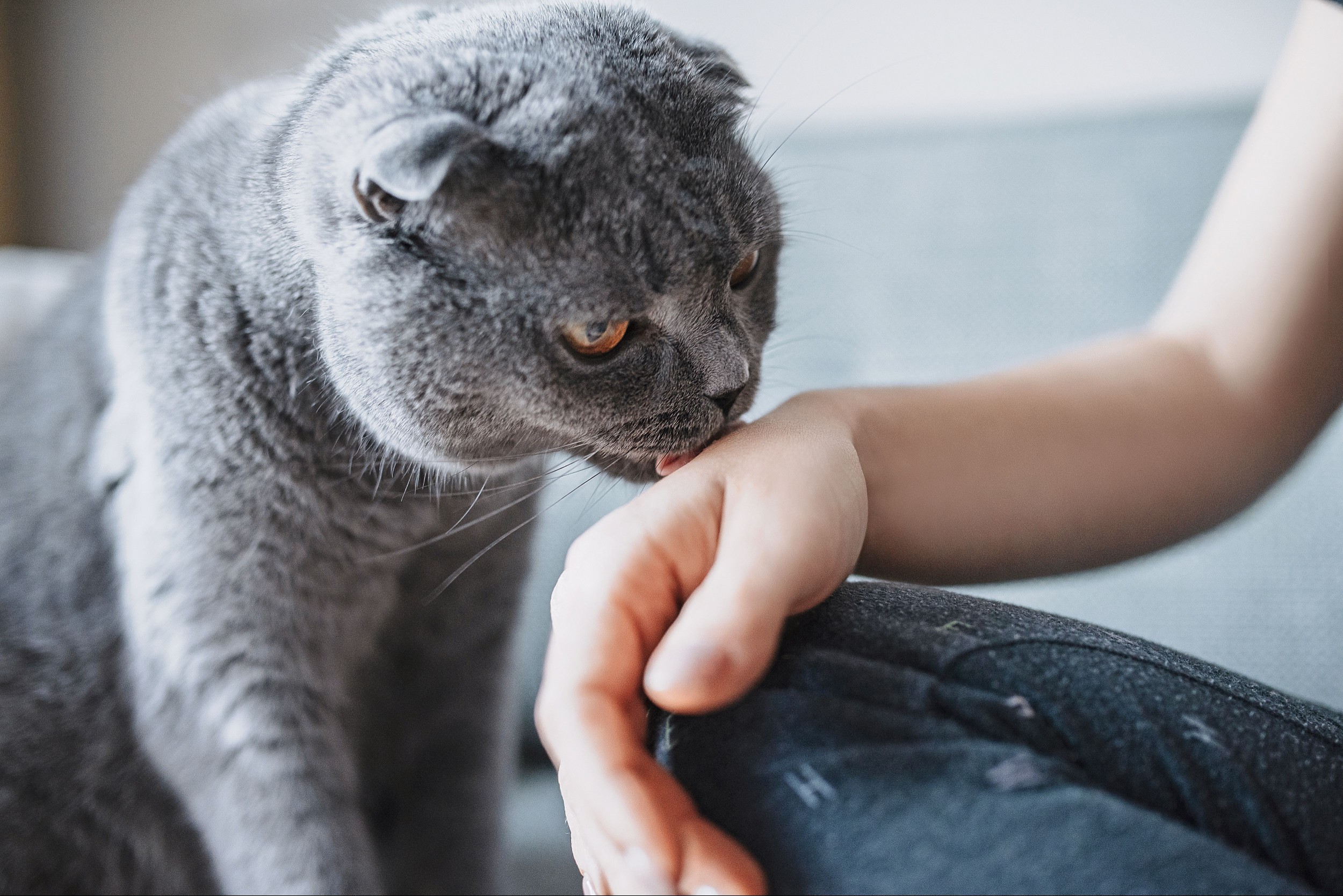 A cat licking its owner's hand