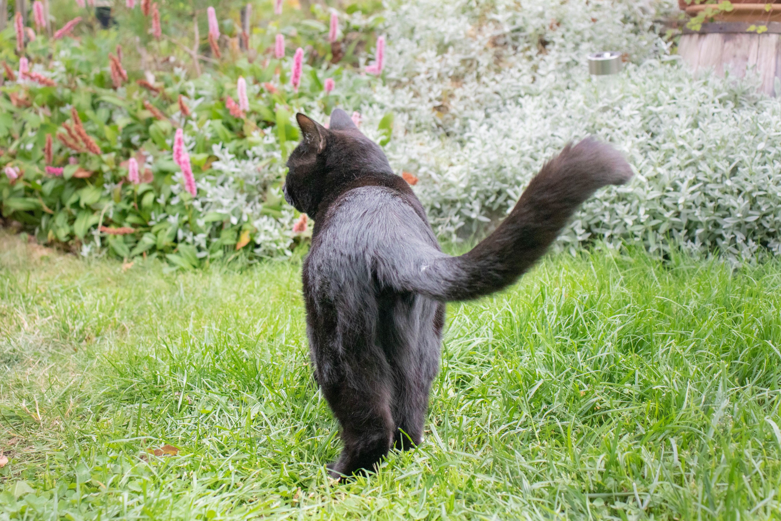 Cat from behind showing off its backside