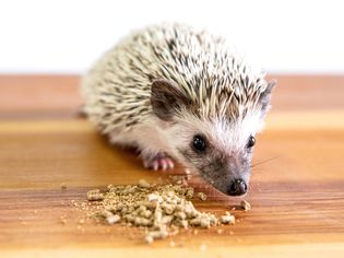 What Do Hedgehogs Eat? How to Feed Your Pet a Healthy Diet