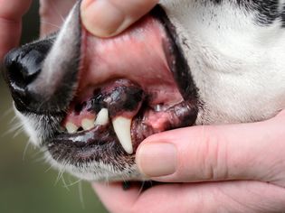 What the Color of Your Dog's Gums Mean