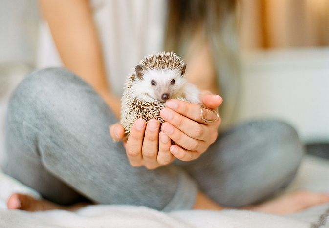 What Is an Exotic Pet?