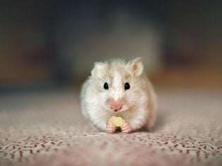 Finding a Lost Hamster