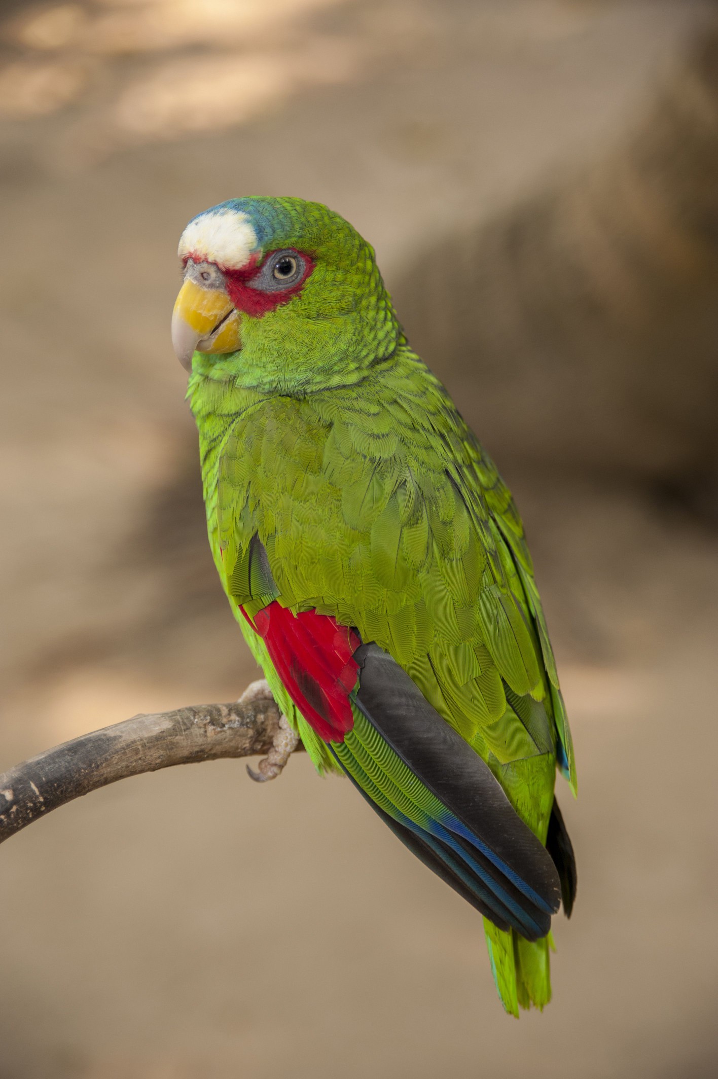 White Fronted Amazon Parrot (Amazona albifrons), Roatan Butterfly Garden, Roatan, Honduras