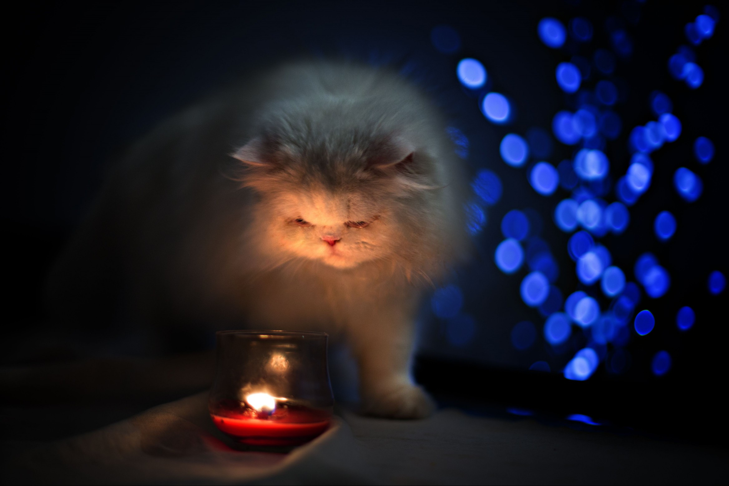 White persian cat facing a red candle with blue bo