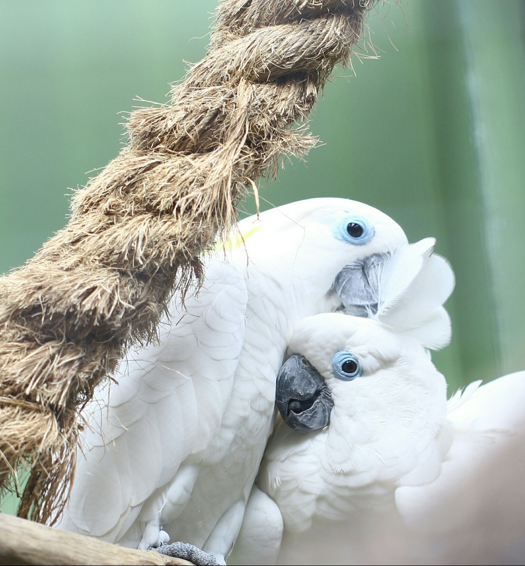 umbrella cockatoos preening