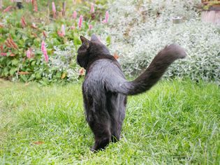 What to Do If Your Cat Is Farting