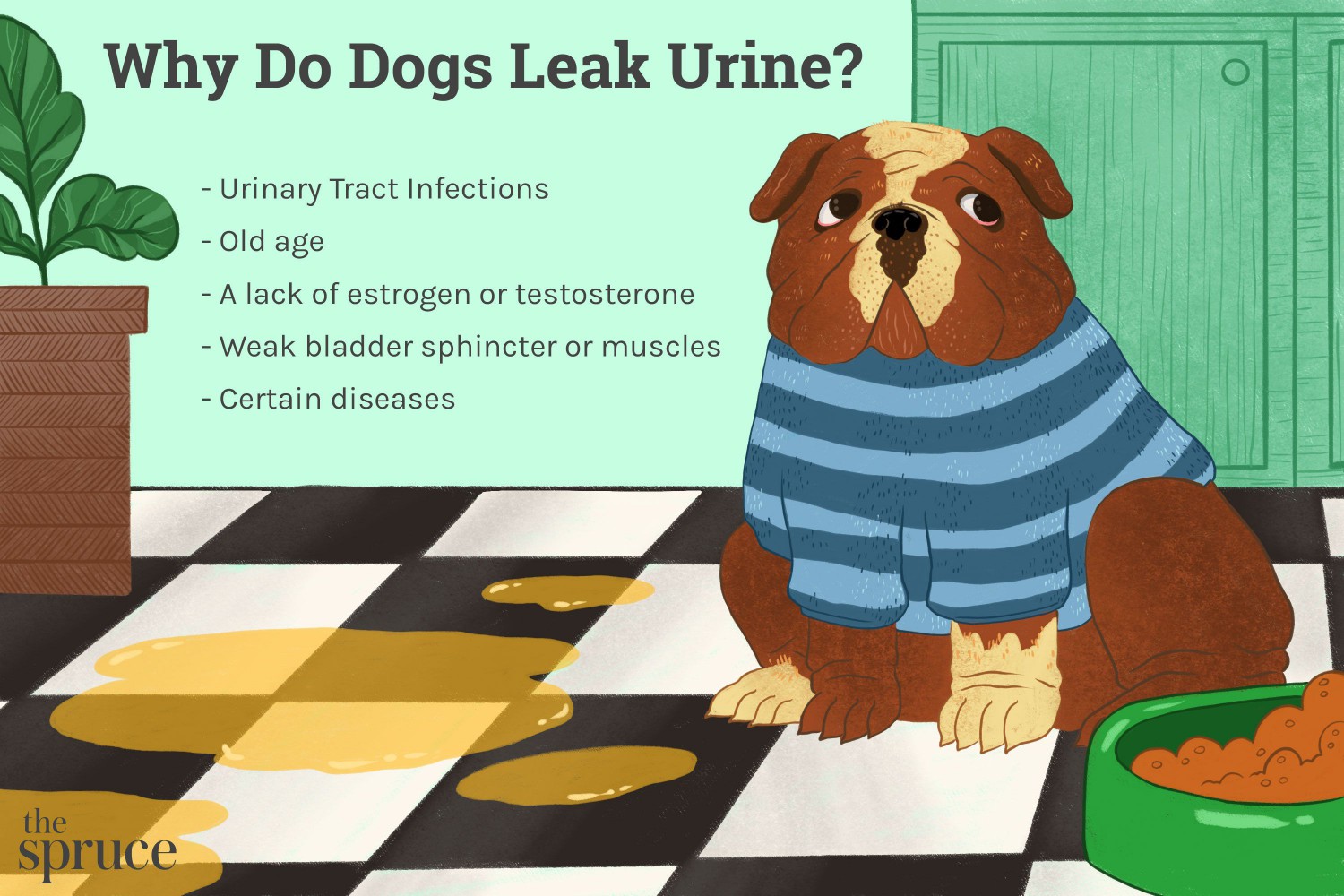 Why Do Dogs Leak Urine?