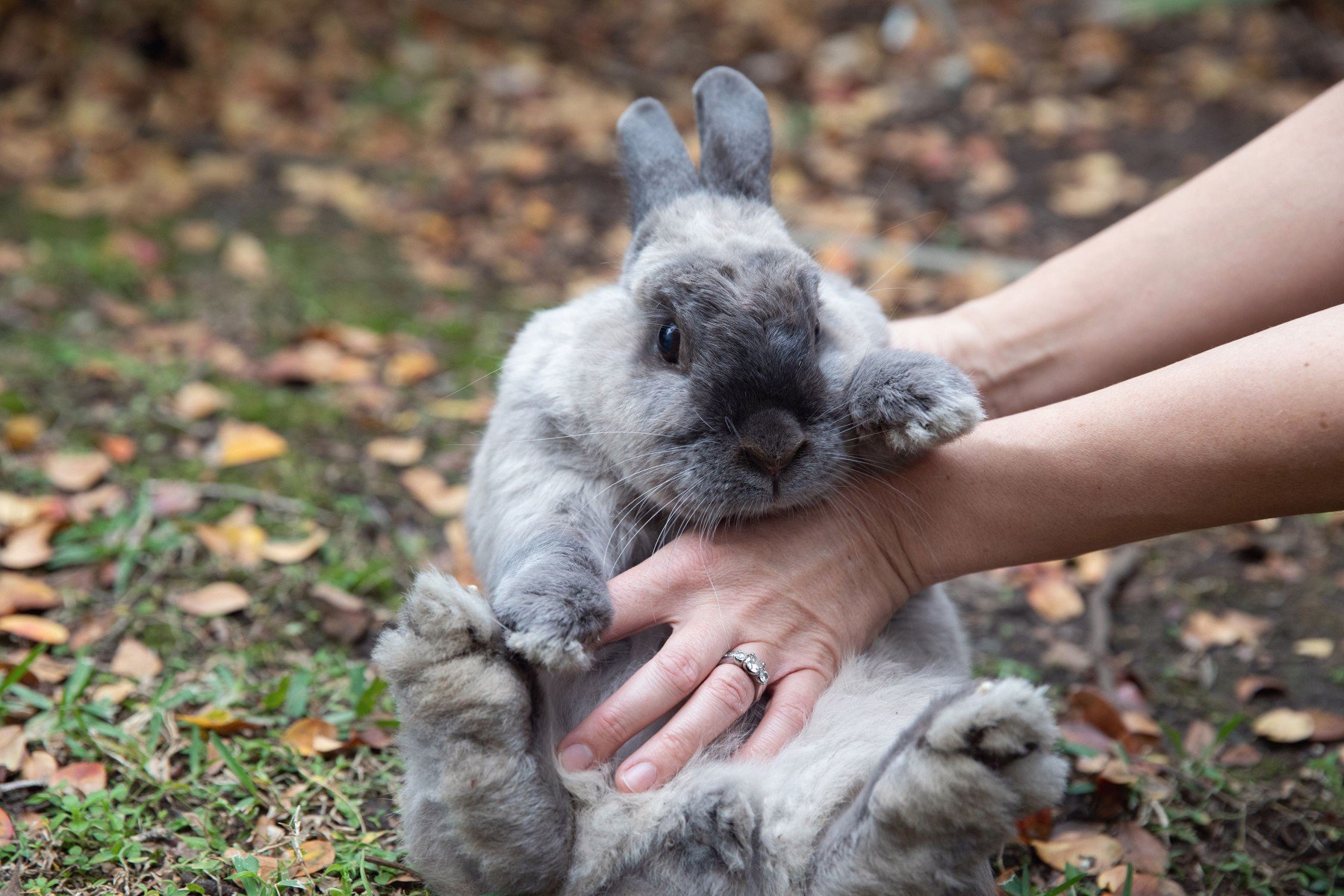 Gray rabbit held up with hands and belly massaged