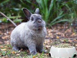 Loss of Appetite in Pet Rabbits