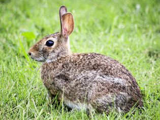Can Domesticated Rabbits Survive in the Wild?