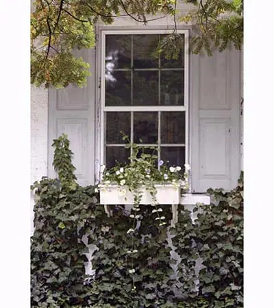 A window box with flowers planted in it.