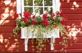 PVC window box holding red flowers and hanging below the window of a house with red siding.