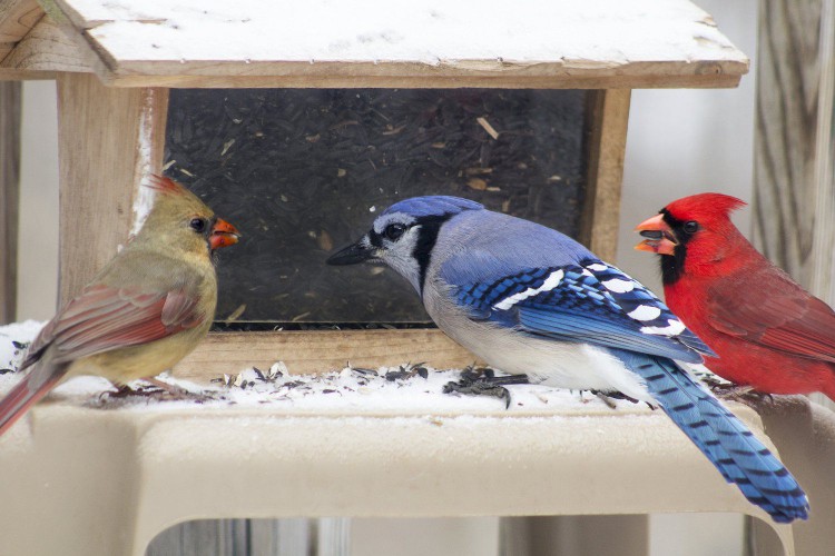 Winter Bird Feeder