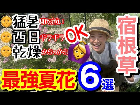 夏中咲く多年草のコスパがすごい！プロが教える毎年咲く3つの理由