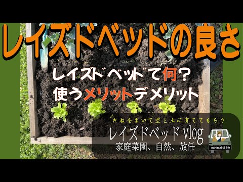高床菜園のメリットとデメリットを徹底比較！失敗しないコツも解説