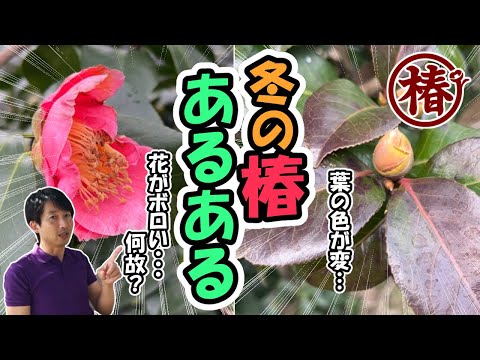 冬の庭が赤く染まる！Yuletide山茶花の育て方と魅力