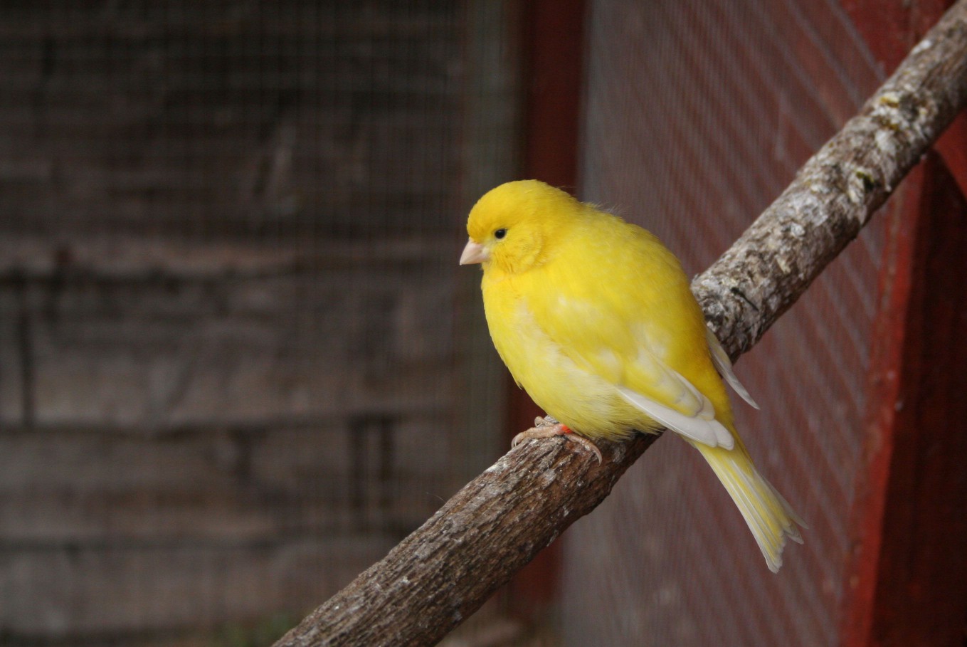 Yellow Canary
