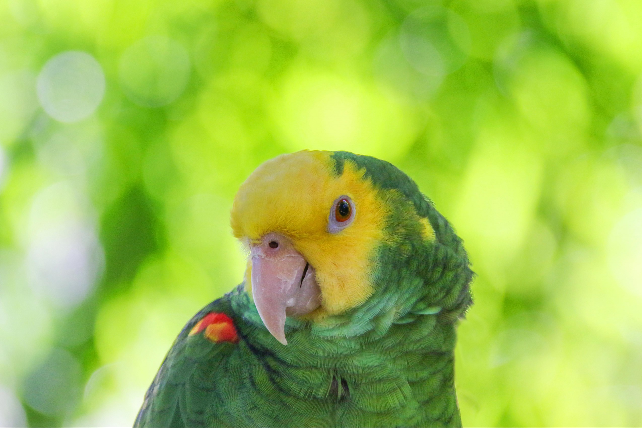 Double yellow-headed Amazon
