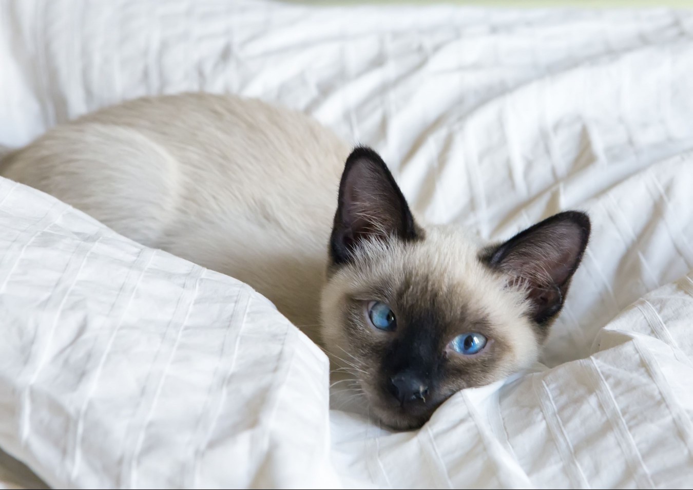 young cat, kitten of Siam oriental breed, bobtail Mekong, lies on bed