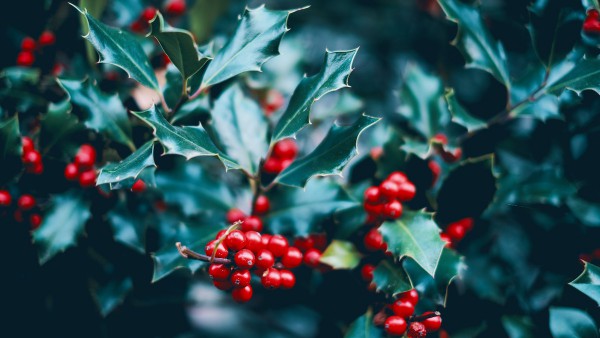 The Other Side Of Christmas: Pagan Winter Solstice Festivals