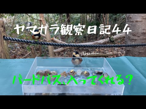 冬の鳥を守る！加熱式バードバスの選び方とDIY完全ガイド