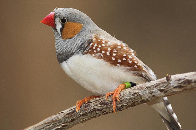 A zebra finch perched on a branch