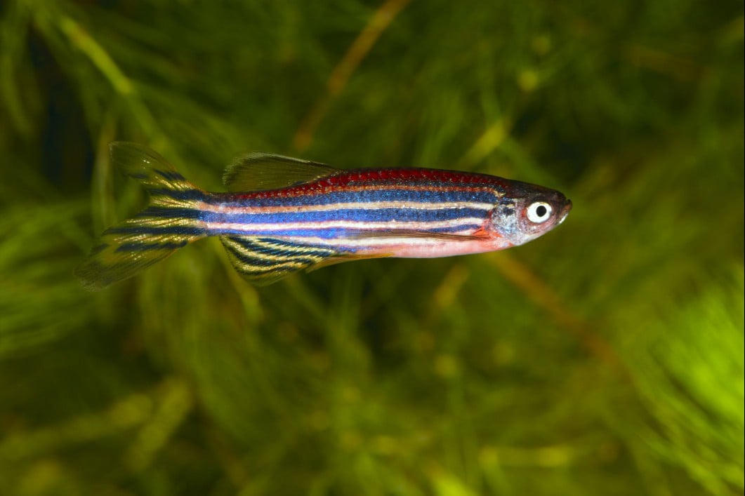 Zebra Danio