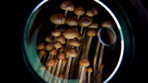 A group of growing mushrooms